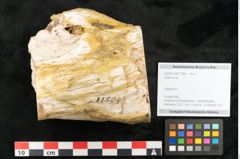 Foto (Objekt + Etikett) von Quercus sp.  (NHMW-GEO-2024-0188-11584)